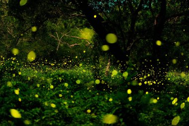 Bokeh of bioluminescence ya da Swarm Fireflies 'ın yanıp sönen ışığı, Firefly' ın orman alacakaranlık vaktinde uçuşu. Tayland 'daki Ateşböcekleri' nin büyülü gizli bilimine bir göz at. Ses tanecikli uzun pozlu fotoğraf