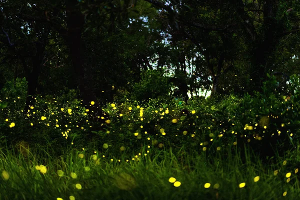 Bokeh of bioluminescence or flashing light of Swarm Fireflies, Firefly flying in forest twilight time. Overview of magical secret science of Fireflies in Thailand. Long-Exposure Photo with noise grain