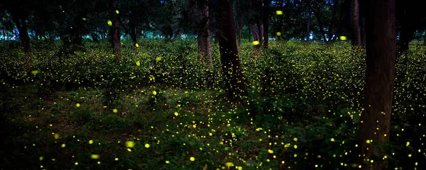 Bokeh of bioluminescence or flashing light of Swarm Fireflies, Firefly flying in forest twilight time. Overview of magical secret science of Fireflies in Thailand. Long-Exposure Photo with noise grain