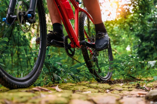 Close-up of Extreme Mountain Biking, Cyclist ride on MTB trails in the Green Forest with Mountain Bike, Outdoor sports activity fun and enjoy riding. Basic techniques of the athlete.