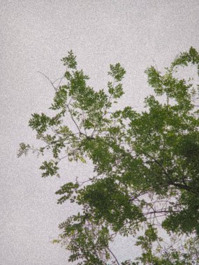 Gri gökyüzünün altındaki dalların ucunda yapraklar