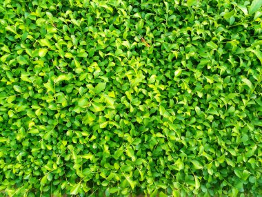 Bu resim gür, canlı yeşil yapraklardan oluşan yoğun bir halı sergiliyor..