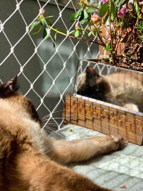 Siyam kedisinin güneşteki yansıması