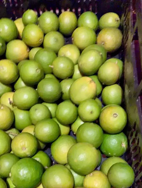 Plastik sandığa konmuş organik Tahiti limonu hasadı 