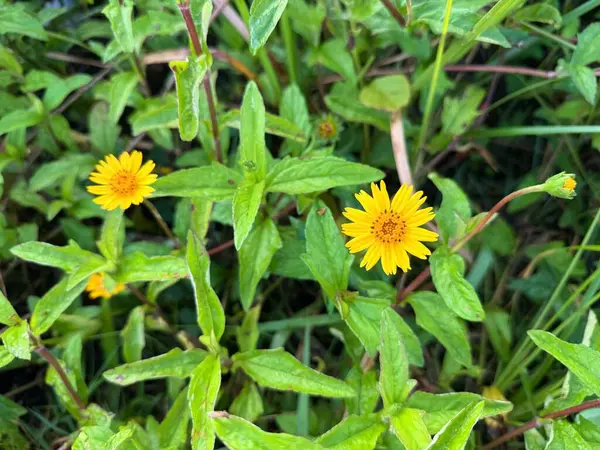 Bir sürü yeşil yaprağı ve küçük sarı çiçekleri olan plaj arnica çalısı. 