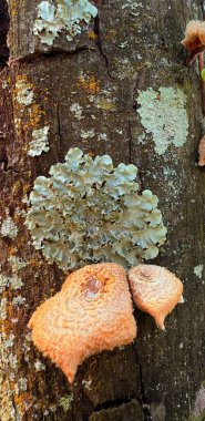 Kısmen mantar ve dokularla kaplı gövde