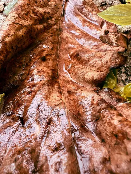 Kumsaldaki kestane ağacının kuru yaprağı makroda yağmurlu bir günün ardından 