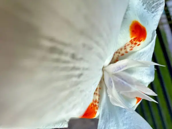 Ayrıntıları makro olan vahşi orqudea 
