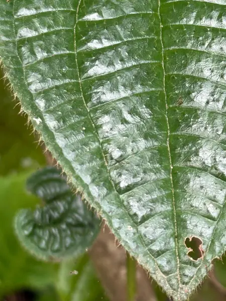 Canlı yeşil bir yaprak ayrıntılı dokuları ve küçük bir delikle işaretlenmiş bir kenarı gösterir. Bu da böcek aktivitesi olduğunu gösterir. Arka planda, flora ve fauna arasındaki bağlantıyı vurgulayan kısmen görünen bir larva var. Resim bunu iletir