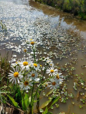 Kayaların üzerinde oturan bir adam, güneşin suyu yansıttığı soğuk bir günde dağların ortasındaki su basmış gölün güzelliğini gözlemler.. 