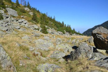 Bu fotoğraf, yosunlu kayalarla dağılmış manzaralı bir dağ yosunlu yosunlu yosunlu yosunlar ve temiz mavi gökyüzünün altında, sık ve yeşil ağaçlarla çevrili kuru çimlerle çevrili bir yamaçtır. Doğanın saf güzelliği.