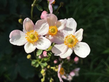 Anemone hupehensis. Çin Japon şakayığı. Bilinen adı Japon şakayığı.