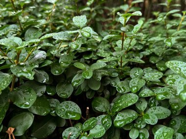 Sabahleyin yeşil yapraklara yağmur damlaları düşer. Doğal arkaplan.