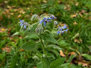 Borago Officinalis L. Tıbbi tesis. Mor, kıllı, yıldız şeklinde, yabani çiçek..