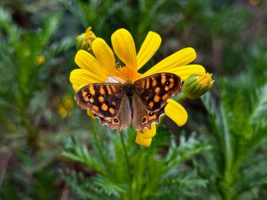 Sarı papatya çiçeğinin üzerindeki Pararge aegeria kelebeği. Naturla arkaplanı.