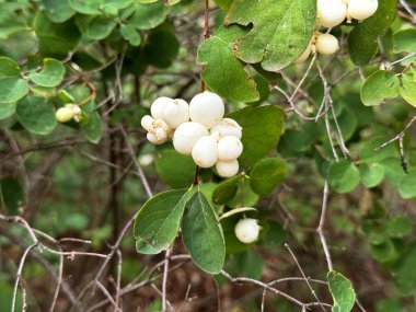 Beyaz böğürtlenli Symphoricarpos albusu (yaygın kardudu). Caprifoliaceae veya hanımeli ailesi.