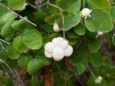 Beyaz böğürtlenli Symphoricarpos albusu (yaygın kardudu). Caprifoliaceae veya hanımeli ailesi.