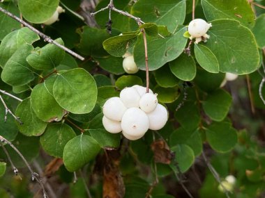 Symphoricarpos albus (Common Snowberry) plant with white berries. Caprifoliaceae or honeysuckle family. clipart