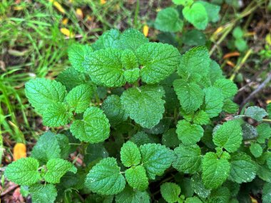 Limon merhemi (Melissa officinalis) bahçeden yapraklar, bitki. Yakın plan..