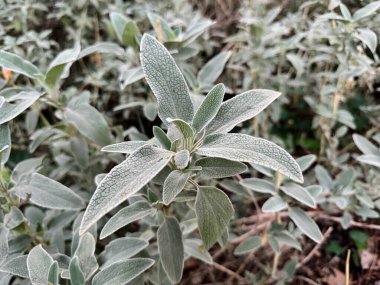 Kuzu kulağı (Stachys byzantina) 'Gümüş Halı'. Devamlı yeşil halı, gri-beyaz, yumuşak, yünlü yapraklı yoğun hasırlar..