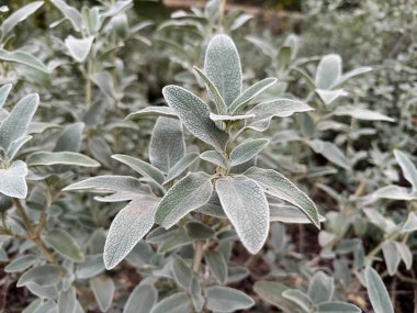 Lamb's ear (Stachys byzantina) 'Silver Carpet'. Evergreen carpeting perennial, dense mat of grey-white, soft, woolly foliage with elliptic leaves. clipart