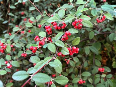 Cotoneaster pannosus, küçük kırmızı böğürtlen. Vahşi yaşam.