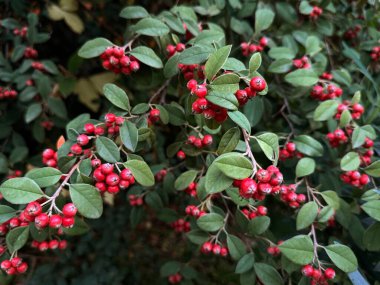 Cotoneaster pannosus, küçük kırmızı böğürtlen. Vahşi yaşam.