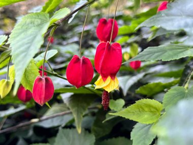 Abutilon megapotamicum (A.Spreng.) Kırmızı ve sarı yapraklı koni bitkisi. 