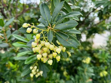 Arbutus fruits turn yellow and red in autumn. Arbutus is a shrub species belonging to the genus Arbutus in the Ericaceae family. Wild strawberry flower.