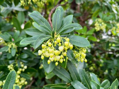 Arbutus fruits turn yellow and red in autumn. Arbutus is a shrub species belonging to the genus Arbutus in the Ericaceae family. Wild strawberry flower.