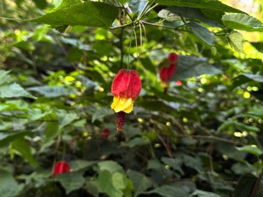 Abutilon megapotamicum (A.Spreng.) Kırmızı ve sarı yapraklı koni bitkisi.