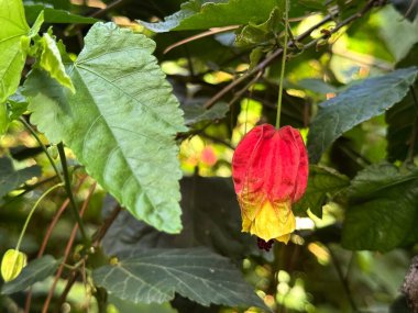 Abutilon megapotamicum (A.Spreng.) Kırmızı ve sarı yapraklı koni bitkisi.