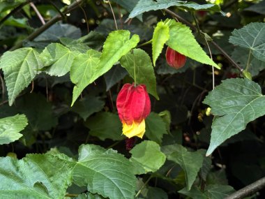 Abutilon megapotamicum (A.Spreng.) Kırmızı ve sarı yapraklı koni bitkisi.