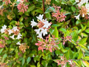 Abelia x grandiflora çiçeği. Doğal arka plan fotoğrafı. Kapat ve makro yap..