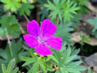 Geranium Sanguineum (