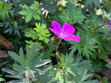 Geranium Sanguineum (