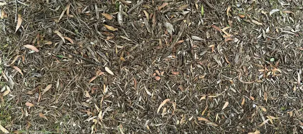 Organik Bioretention Mulch, dökülen sonbahar renk yaprakları, zemini kaplamak için kabuk cips arka planı.