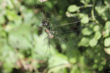 Jeju Kore Ormanı 'nda Altın Orbweaver örümceği. Yüksek kalite fotoğraf