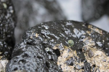 Kore kıyı şeridi boyunca salyangozlar ve midyeler. Yüksek kalite fotoğraf