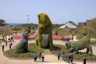 Güney Kore 'deki Taean Lale Festivali' nin fotoğraf turu. Yüksek kalite fotoğraf