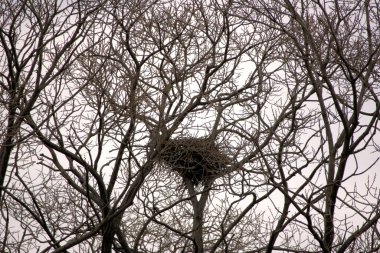 Jinhae Güney Kore 'deki NFRDI Çevre Parkı. Yüksek kalite fotoğraf