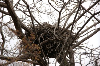 Jinhae Güney Kore 'deki NFRDI Çevre Parkı. Yüksek kalite fotoğraf