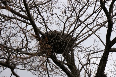 Jinhae Güney Kore 'deki NFRDI Çevre Parkı. Yüksek kalite fotoğraf