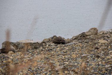Jinhae Güney Kore 'deki NFRDI Çevre Parkı. Yüksek kalite fotoğraf