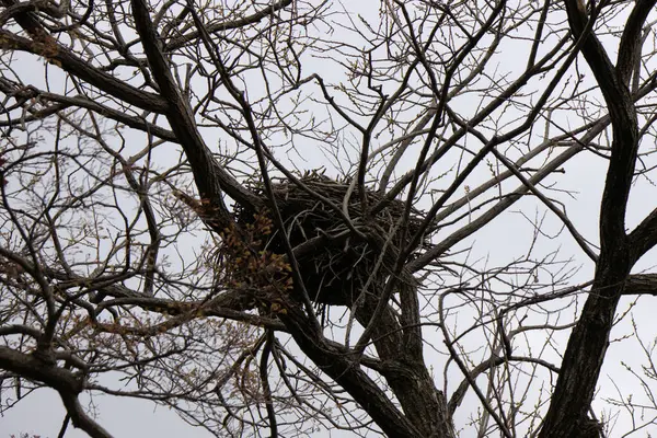 Jinhae Güney Kore 'deki NFRDI Çevre Parkı. Yüksek kalite fotoğraf