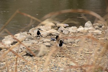 Jinhae Güney Kore 'deki NFRDI Çevre Parkı. Yüksek kalite fotoğraf