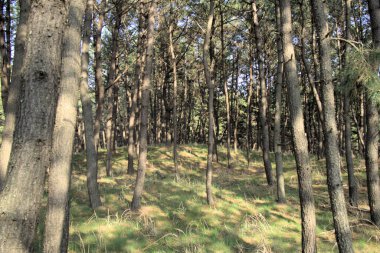 Güney Kore 'deki Taean Sinduri Sahili. Yüksek kalite fotoğraf
