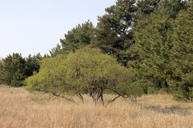 Güney Kore 'deki Taean Sinduri Sahili. Yüksek kalite fotoğraf