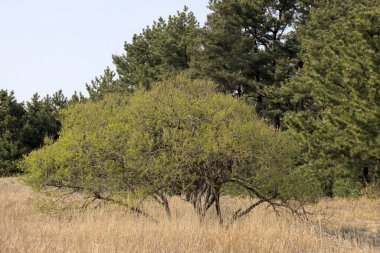 Güney Kore 'deki Taean Sinduri Sahili. Yüksek kalite fotoğraf