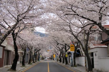Güney Kore 'de Jinhae Kiraz Çiçeği Festivali Fotoğraf Turu. Yüksek kalite fotoğraf